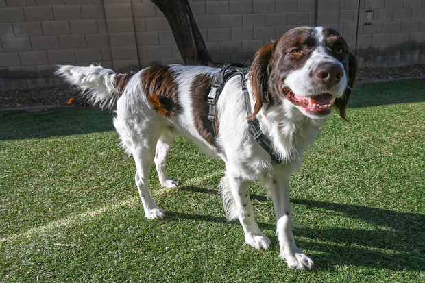 Furulais Dog Harness