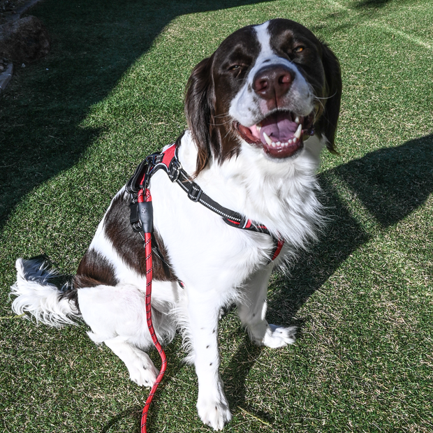 Furulais Dog Harness