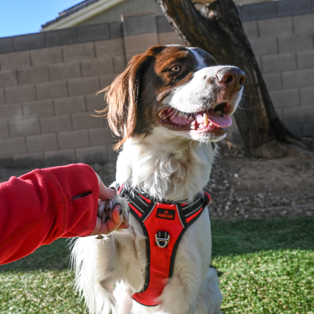 Furulais Dog Harness